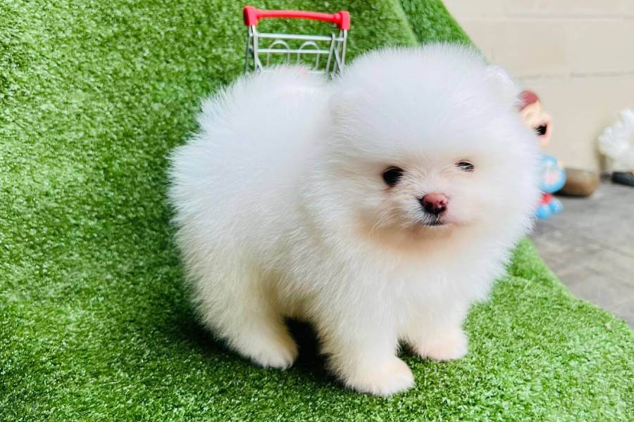 Filhote de Lulu da Pomerânia Preço