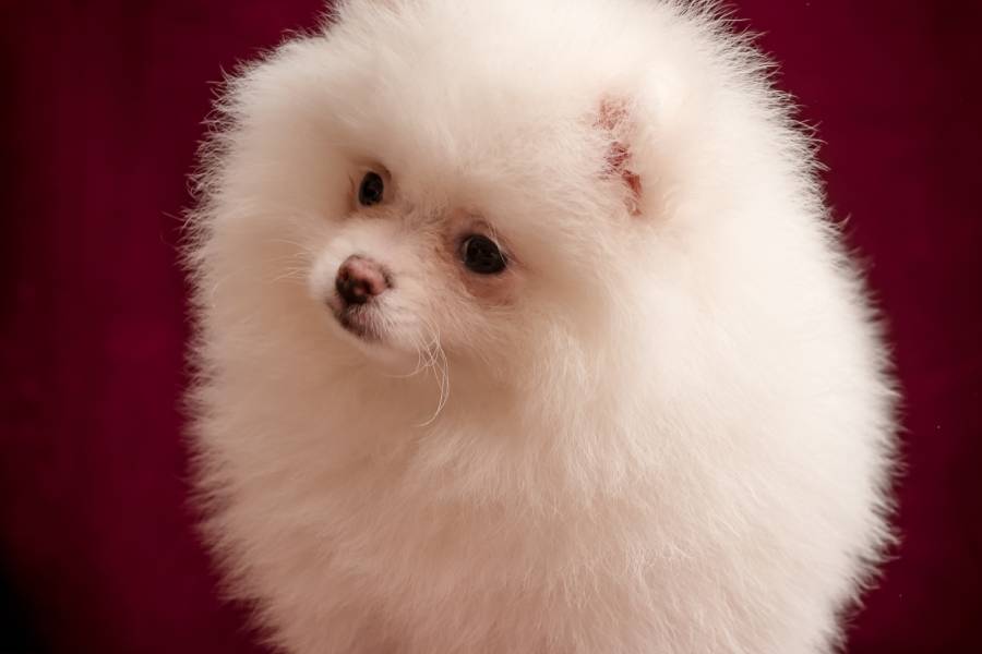 Teacup sales pomeranian preço