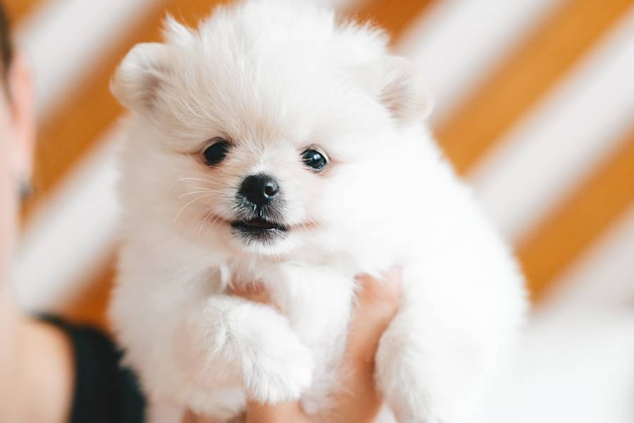 Lulu da Pomerânia Miniatura