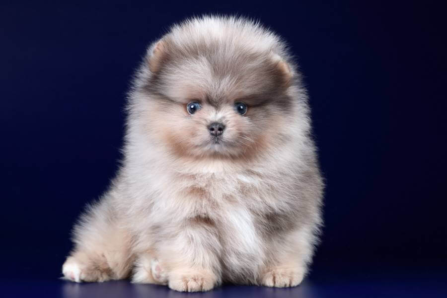 Lulu da Pomerânia Preço