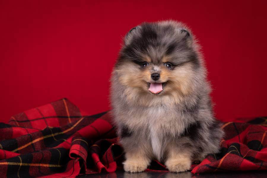 Raça de Cachorro Lulu da Pomerânia