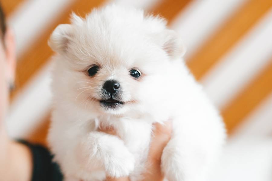 Raça de Cachorro Spitz Alemão