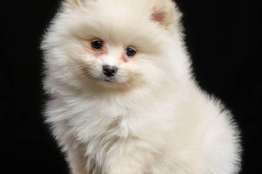 Spitz Alemão Filhote Fêmea