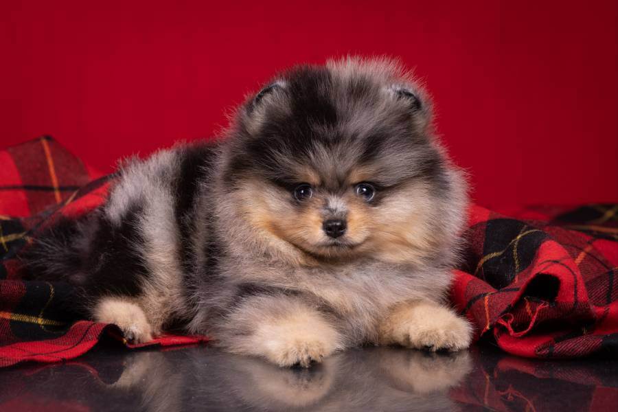 Spitz Alemão Filhote Macho