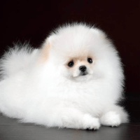 Saiba mais sobre a onde encontrar e quanto custa um filho de lulu da pomerânia com a Canil Shamar
